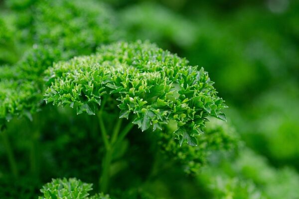 パセリの味や香りは?爽やかな風味と独特の苦みの魅力を解説!