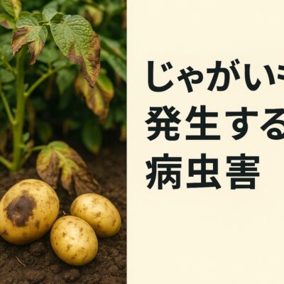 8. じゃがいもに発生する病虫害