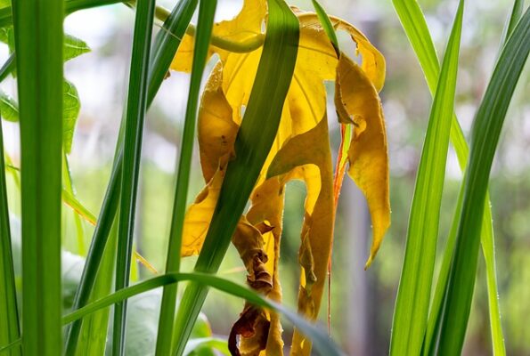 レモングラスとはどんなスパイス? 香り豊かなハーブの魅力を徹底解説!