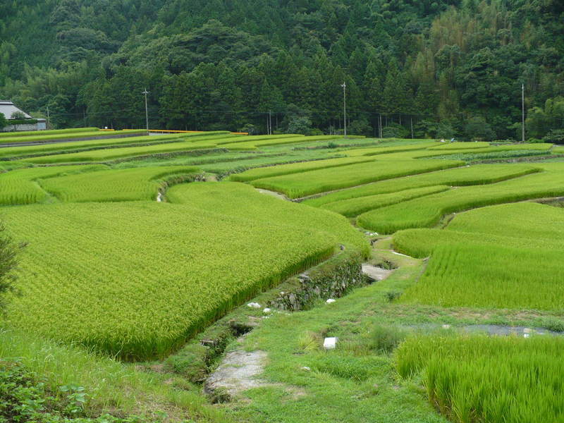 恋の予感(令和7年山口県産・減農薬米)30kg - 画像 (4)