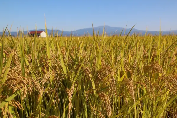 恋の予感(令和7年山口県産・減農薬米)30kg - 画像 (3)